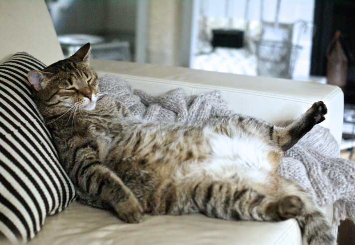 Lazy-fat-cat-sleeping-on-the-couch-483799085_714x492.jpeg