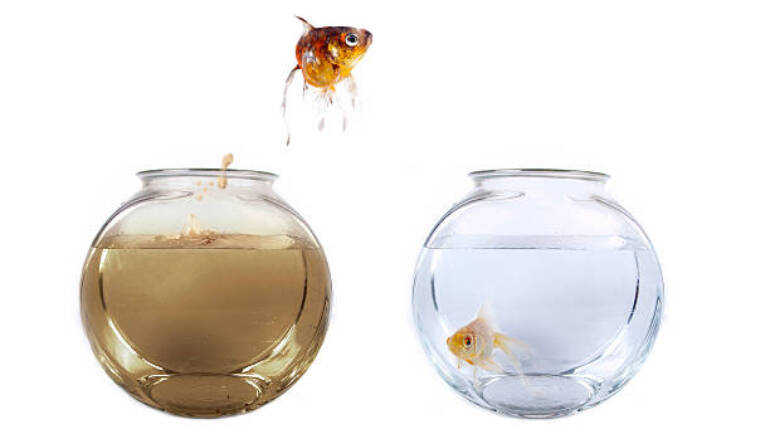 What does a dirty fishbowl and your inability to lose weight, have energy and feel healthy and vibrant have in common?