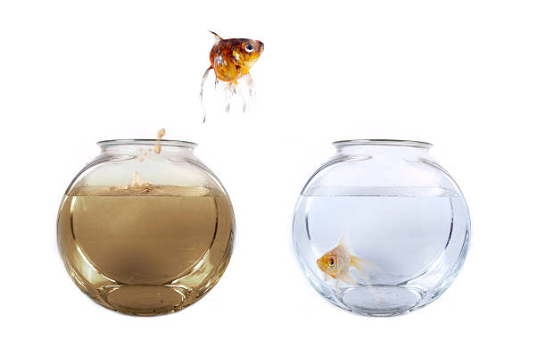 What does a dirty fishbowl and your inability to lose weight, have energy and feel healthy and vibrant have in common?